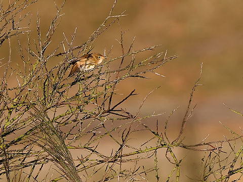 Acrocephalus scirpaceus  Acrocephalus scirpaceus,Eurasian Reed Warbler,Geotagged,Netherlands,Summer