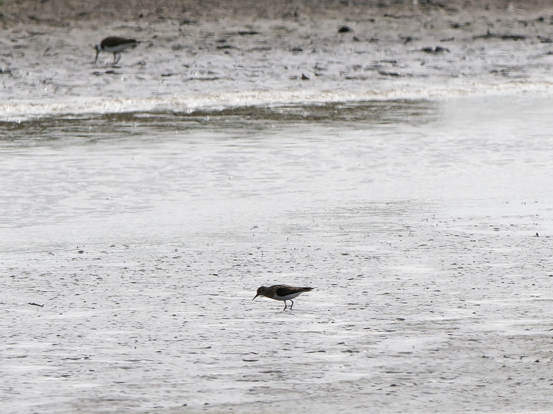 Calidris temminckii mere documented Calidris temminckii,Geotagged,Netherlands,Summer,Temminck's stint