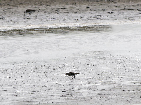 Calidris temminckii mere documented Calidris temminckii,Geotagged,Netherlands,Summer,Temminck's stint