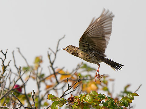 Anthus pratensis  Anthus pratensis,Geotagged,Meadow pipit,Netherlands,Summer