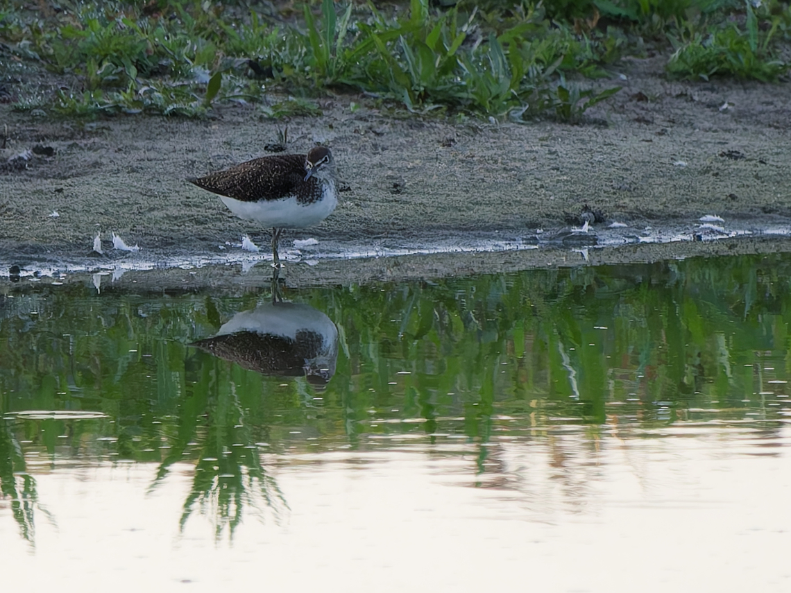 Tringa ochropus  Geotagged,Green sandpiper,Netherlands,Summer,Tringa ochropus