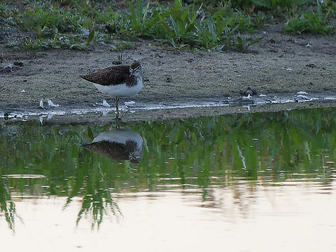Tringa ochropus  Geotagged,Green sandpiper,Netherlands,Summer,Tringa ochropus