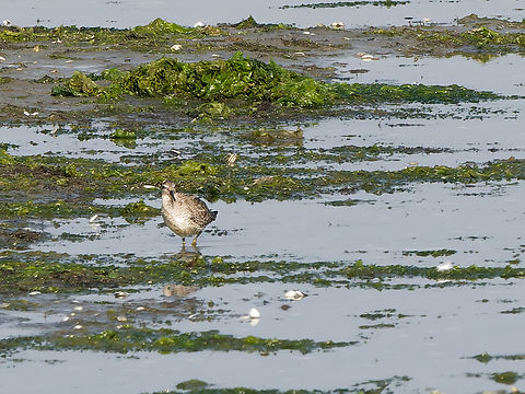 Calidris canutus  Calidris canutus,Geotagged,Netherlands,Red Knot,Summer