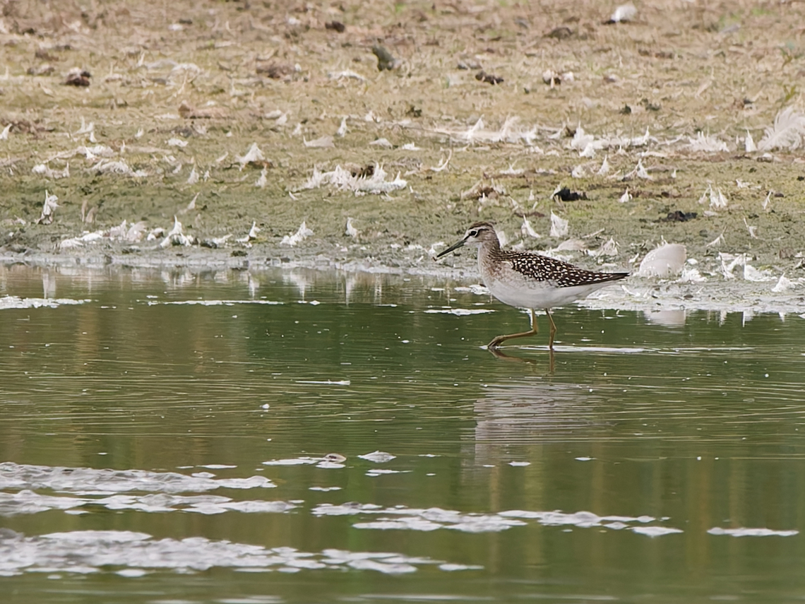 Tringa glareola  Geotagged,Netherlands,Summer,Tringa glareola,Wood Sandpiper