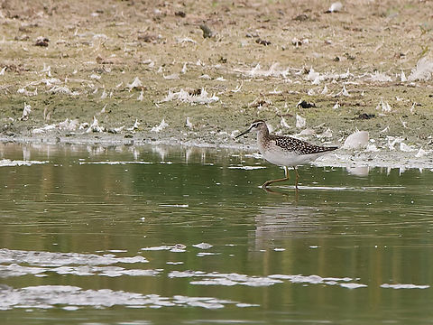 Tringa glareola  Geotagged,Netherlands,Summer,Tringa glareola,Wood Sandpiper