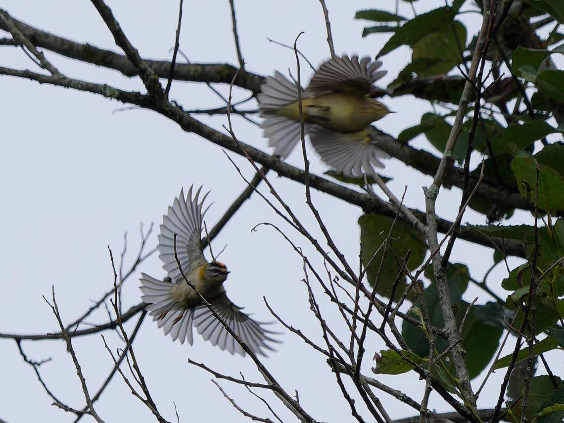 Common Firecrest couple flying off Common firecrest,Geotagged,Germany,Regulus ignicapilla,Summer