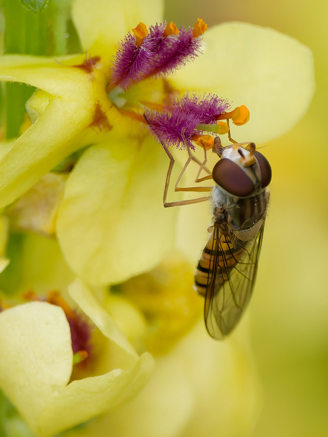 Episyrphus balteatus delightfully licking at Verbascum nigrum Episyrphus balteatus,Geotagged,Germany,Marmalade Hover Fly,Summer