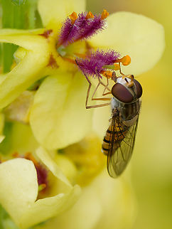 Episyrphus balteatus delightfully licking at Verbascum nigrum Episyrphus balteatus,Geotagged,Germany,Marmalade Hover Fly,Summer