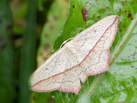 Timandra comae  Blood-vein,Geotagged,Germany,Summer,Timandra comae