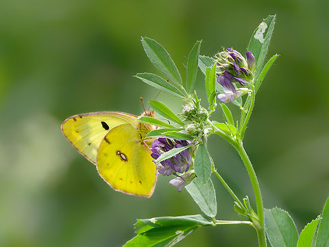 Colias hyale at Medicago sativa Colias hyale,Geotagged,Germany,Pale clouded yellow,Summer