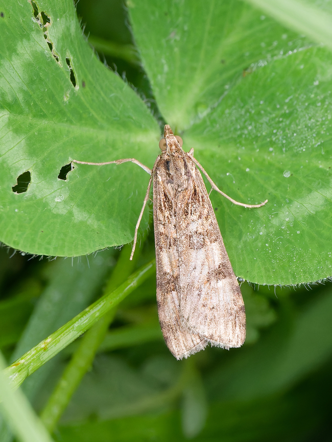 Nomophila noctuella  Geotagged,Germany,Nomophila noctuella,Rush veneer,Summer