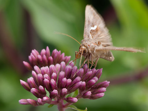Macdunnoughia confusa on Eupatorium cannabinum Geotagged,Germany,Macdunnoughia confusa,Summer