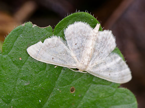 Idaea biselata  Geotagged,Germany,Idaea biselata,Small fan-footed wave,Summer