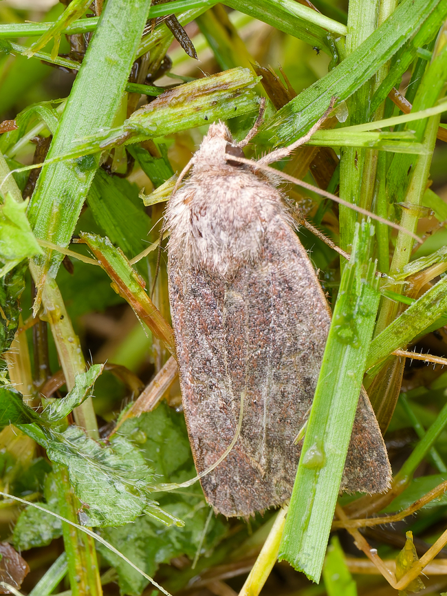 Xestia xanthographa  Geotagged,Germany,Square-spot rustic,Summer,Xestia xanthographa