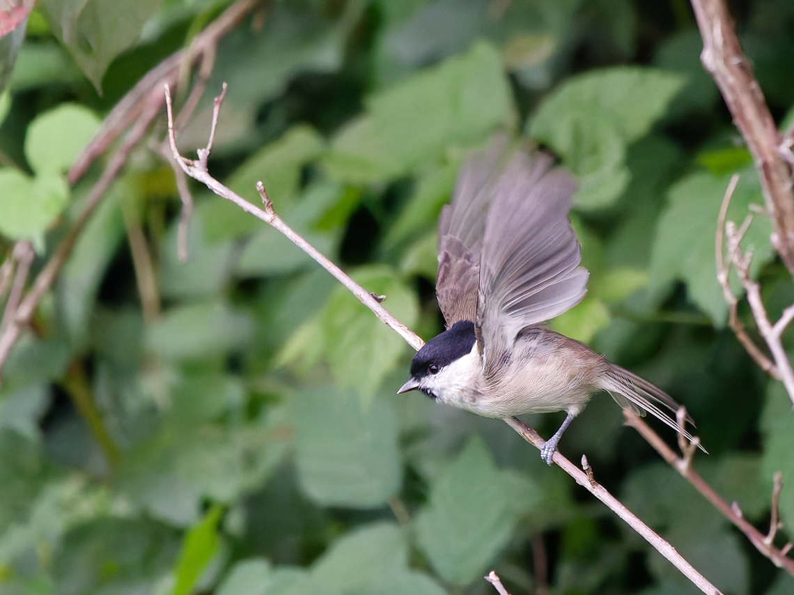 Poecile palustris  Geotagged,Germany,Marsh Tit,Poecile palustris,Summer