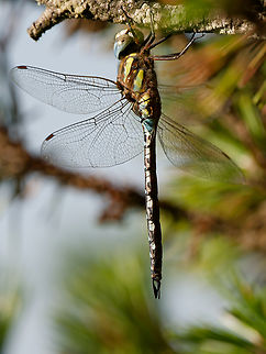 Aeshna mixta  Aeshna mixta,Geotagged,Germany,Migrant Hawker,Summer