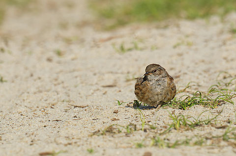 Prunella modularis  Dunnock,France,Geotagged,Prunella modularis,Summer