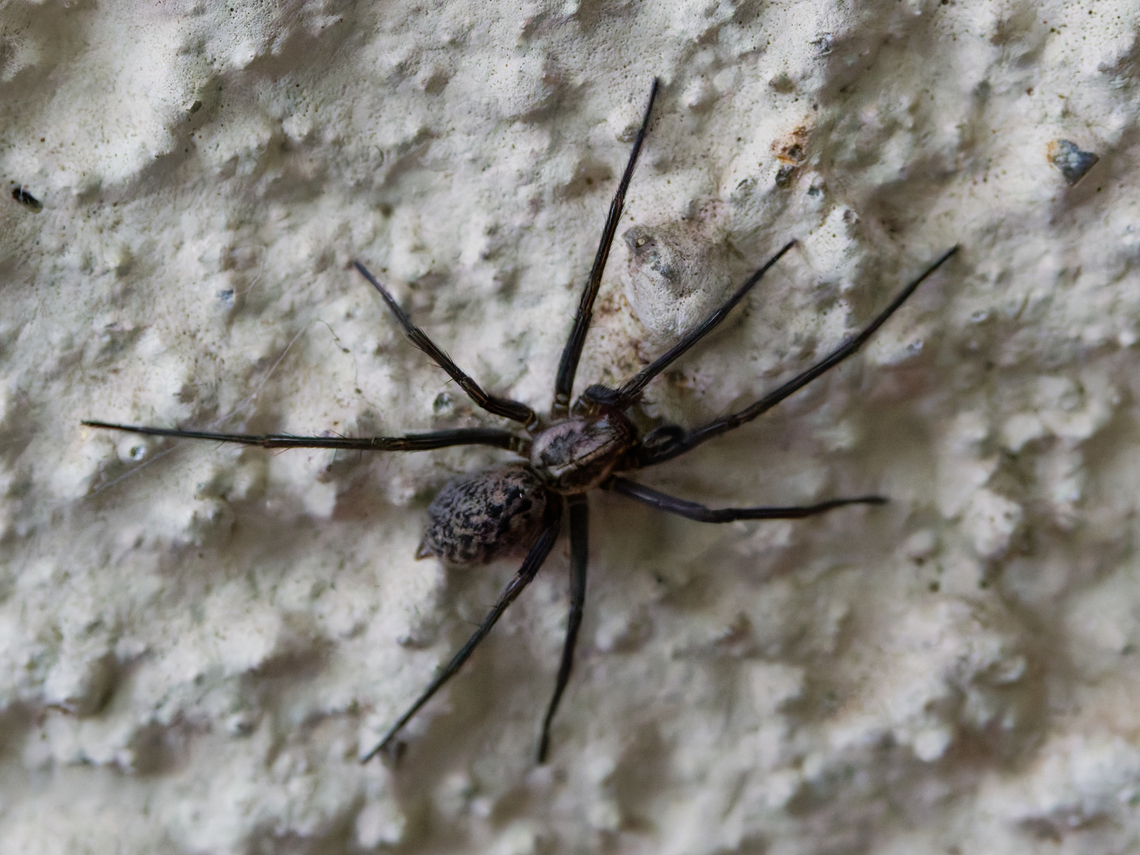 Eratigena atrica in Germany  Eratigena atrica,Fall,Geotagged,Germany,Giant house spider