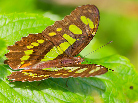 Siproeta stelenes in Ecuador seen at Sachatamia Lodge Ecuador,Geotagged,Malachite,Siproeta stelenes,Spring