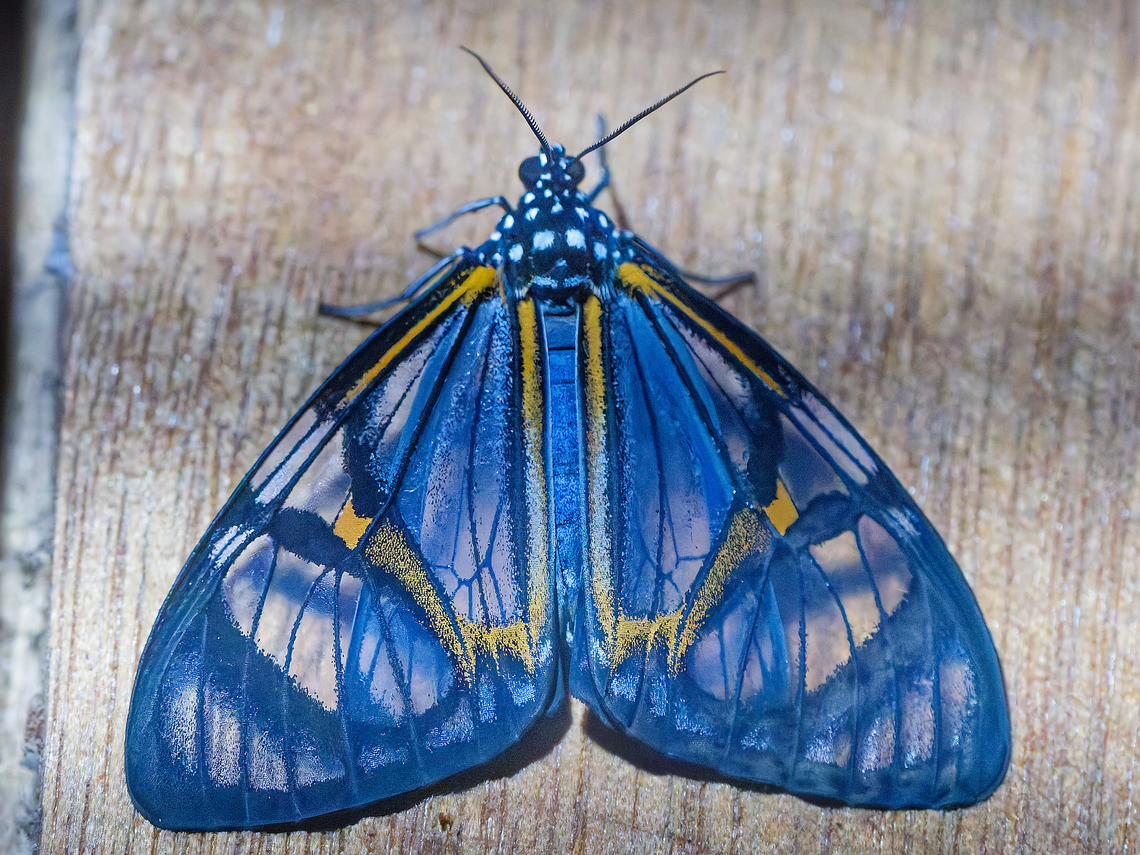 Hypocrita phanoptoides in Los Cedros  Ecuador,Fall,Geotagged,Hypocrita phanoptoides