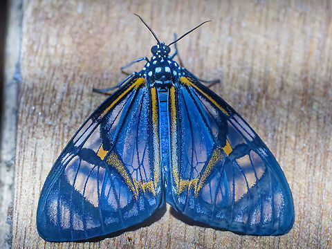 Hypocrita phanoptoides in Los Cedros  Ecuador,Fall,Geotagged,Hypocrita phanoptoides,Los Cedros Reserve