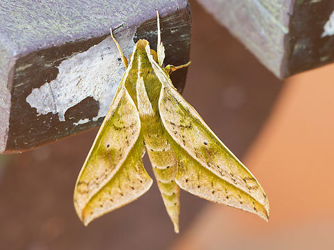 Xylophanes docilis Los Cedros  Ecuador,Fall,Geotagged,Xylophanes docilis