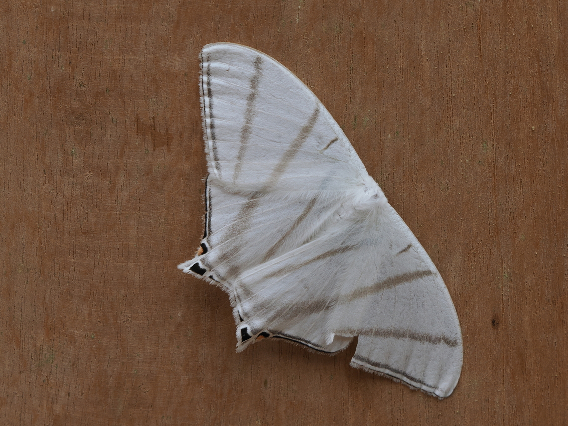Therinia transversaria Bosque Protector Los Cedros Ecuador,Fall,Geotagged,Los Cedros Reserve,Therinia transversaria