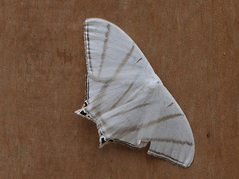 Therinia transversaria Bosque Protector Los Cedros Ecuador,Fall,Geotagged,Los Cedros Reserve,Therinia transversaria