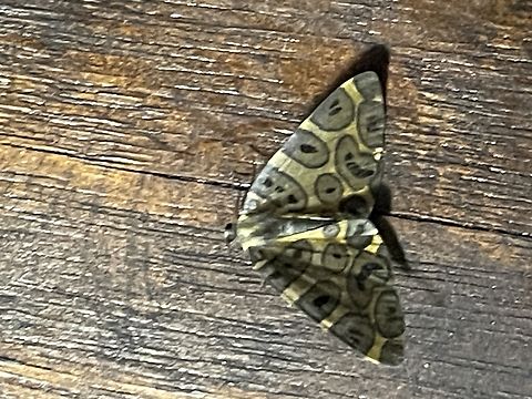 Pantherodes pardalaria Septimo Paraiso Lodge Ecuador,Geotagged,Pantherodes pardalaria,Pantherodes_ pardalaria,Spring