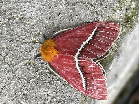 Pseudodirphia menander at Mashpi Amagusa cp. https://species.wikimedia.org/wiki/Pseudodirphia_menander
https://www.theinsectcollector.com/acatalog/info-15916.html Ecuador,Fall,Geotagged,Pseudodirphia menander