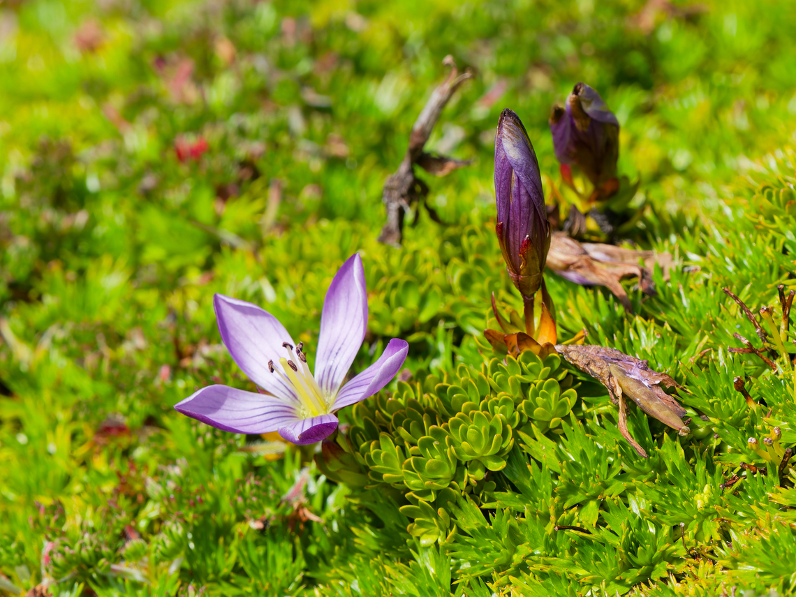 Gentianella cerastioides in Antisana, Ecuador cp <a href="https://www.inaturalist.org/taxa/339485-Gentianella-cerastioides" rel="nofollow">https://www.inaturalist.org/taxa/339485-Gentianella-cerastioides</a> Ecuador,Gentianella cerastioides,Geotagged,Spring