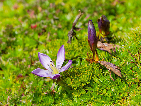 Gentianella cerastioides in Antisana, Ecuador cp https://www.inaturalist.org/taxa/339485-Gentianella-cerastioides Ecuador,Gentianella cerastioides,Geotagged,Spring