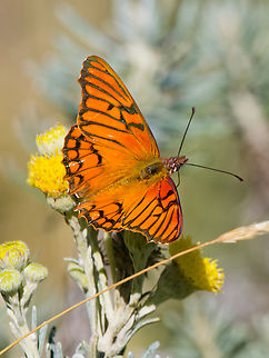 Dione glycera at Antisana NP, Ecuador  Andean silverspot,Dione glycera,Ecuador,Geotagged,Spring