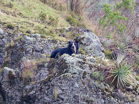 Andean Bear seen at Canteras del Antisana, Pintag close to the road Ecuador,Geotagged,Spectacled bear,Spring,Tremarctos ornatus