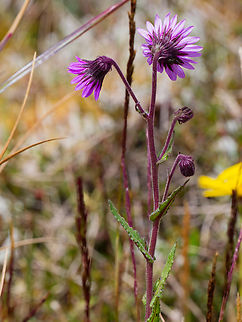 Senecio formosus in Ecuador  Ecuador,Geotagged,Senecio formosus,Spring