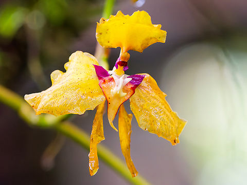 Cyrtochilum macranthum in Ecuador  Cyrtochilum macranthum,Ecuador,Geotagged,Spring