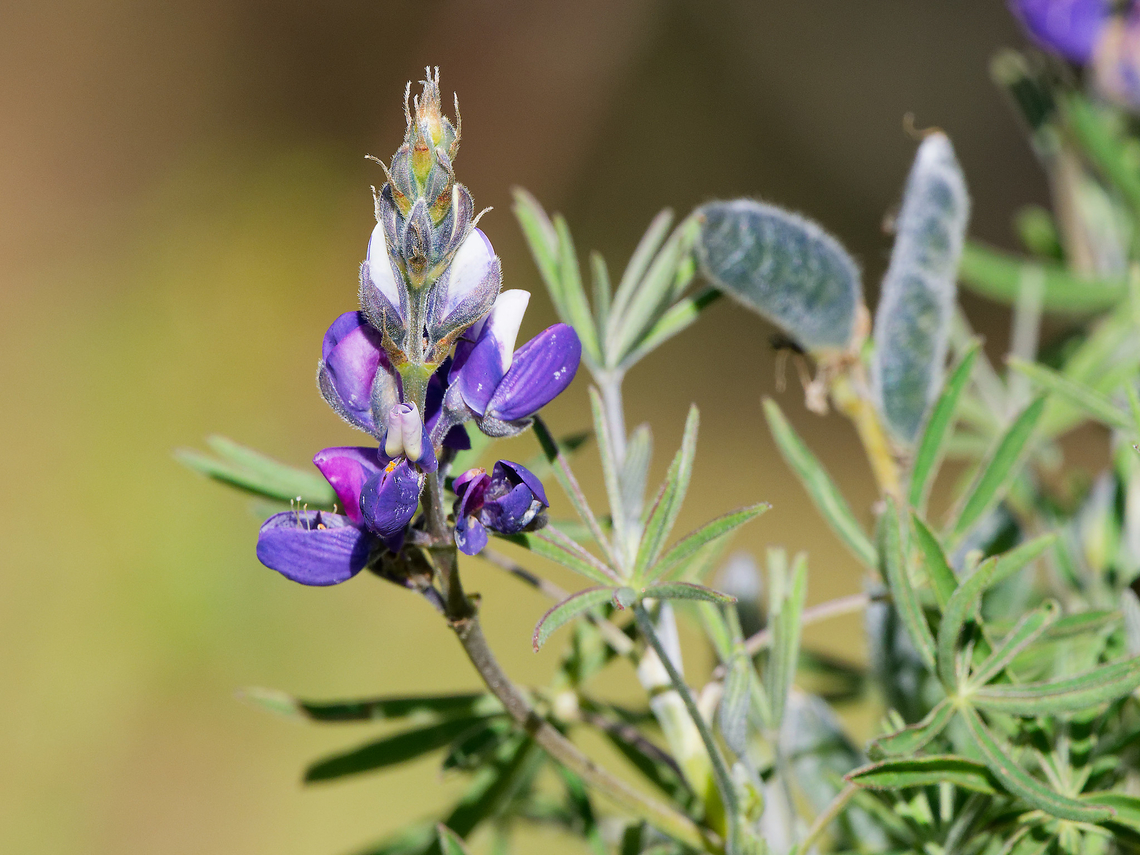 Lupinus pubescens in Ecuador  Ecuador,Geotagged,Lupinus pubescens,Spring