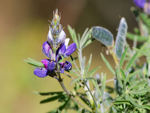 Lupinus pubescens in Ecuador  Ecuador,Geotagged,Lupinus pubescens,Spring
