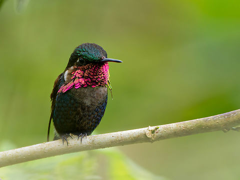 Gorgeted Woodstar at La Vida del Kinde Birding Sanctuary (Rolando Baja&ntilde;a) Chaetocercus heliodor,Ecuador,Geotagged,Gorgeted woodstar,Spring