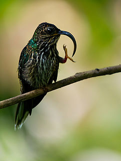 White-tipped Sicklebill in Ecuador at La Vida del Kinde Birding Sanctuary (Rolando Bajaña) Ecuador,Eutoxeres aquila,Geotagged,Spring,White-tipped sicklebill