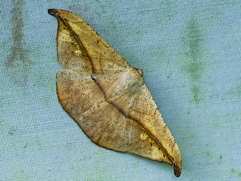 Cartellodes levis in Ecuador  Cartellodes levis,Ecuador,Geotagged,Spring