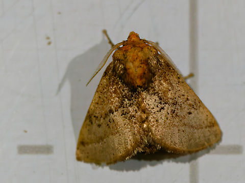 Natada pucara at Los Cedros
cp. https://www.inaturalist.org/observations/325703758#activity_identification_cee59af3-0c68-4d8c-acd2-494982166159 Ecuador,Fall,Geotagged,Natada pucara