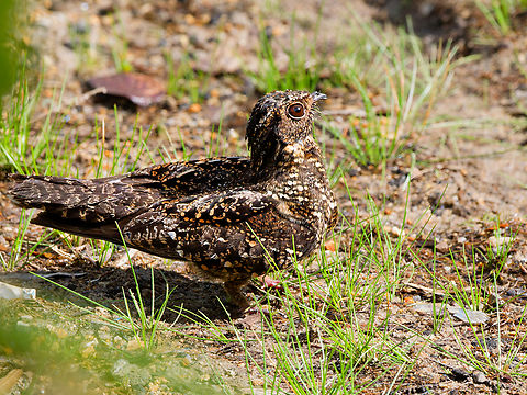 Blackish Nightjar in Ecuador  Blackish Nightjar,Ecuador,Geotagged,Nyctipolus nigrescens,Spring