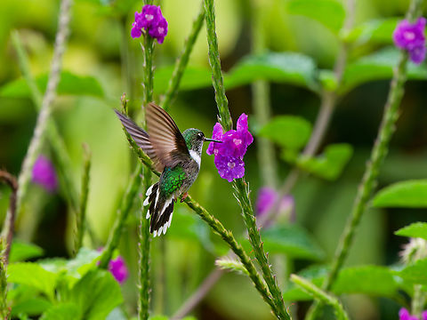 Ecuadorian Piedtail in Ecuador  Ecuador,Ecuadorian piedtail,Geotagged,Phlogophilus hemileucurus,Spring