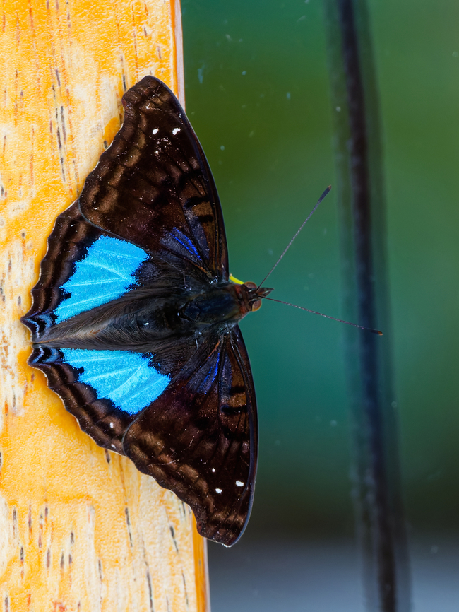 Doxocopa cyane in Ecuador  Cyan emperor,Doxocopa cyane,Ecuador,Geotagged,Spring