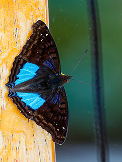 Doxocopa cyane in Ecuador  Cyan emperor,Doxocopa cyane,Ecuador,Geotagged,Spring