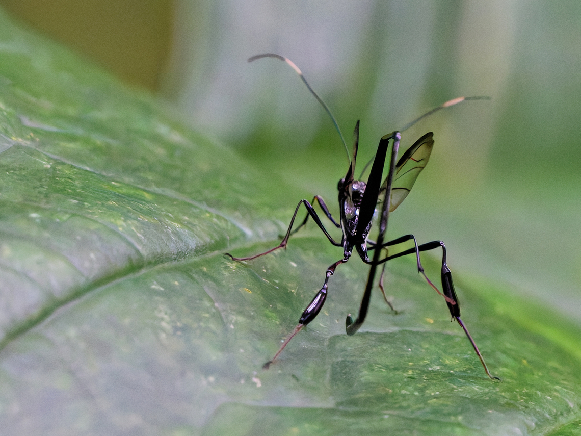 Pelecinus polyturator in Ecuador  American Pelecinid Wasp,Ecuador,Geotagged,Pelecinus polyturator,Spring