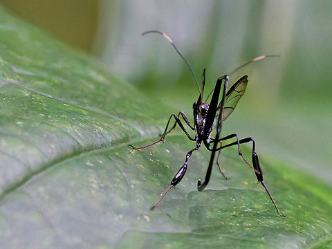 Pelecinus polyturator in Ecuador  American Pelecinid Wasp,Ecuador,Geotagged,Pelecinus polyturator,Spring