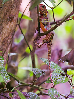 Enyalioides laticeps at Napo, Ecuador (HR available) Amazon Forest Dragon,Ecuador,Enyalioides laticeps,Geotagged,Spring