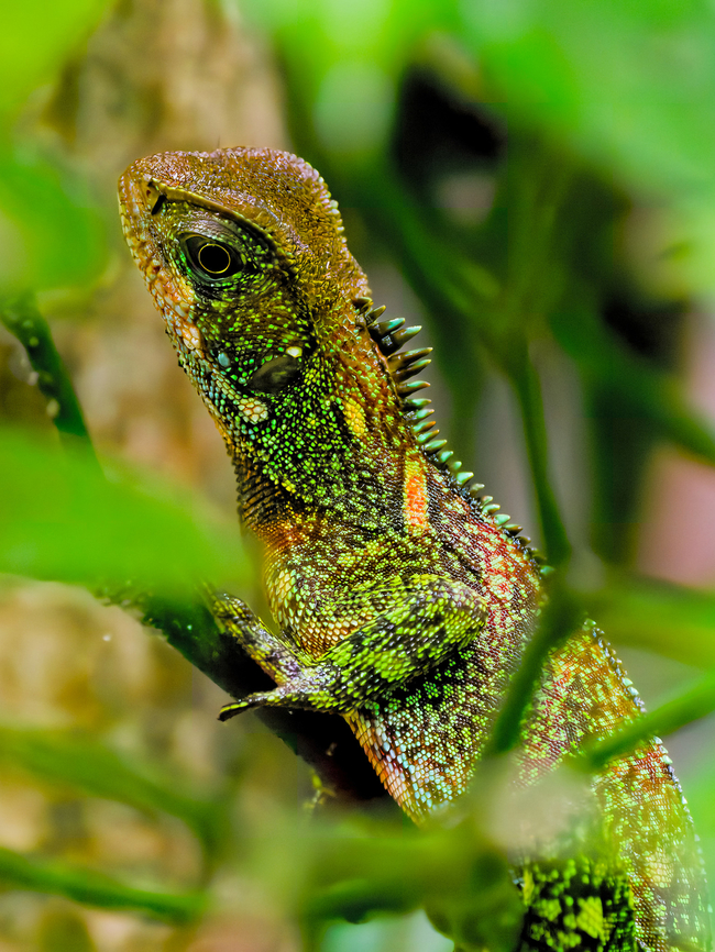 Enyalioides laticeps Detail  Amazon Forest Dragon,Ecuador,Enyalioides laticeps,Geotagged,Spring